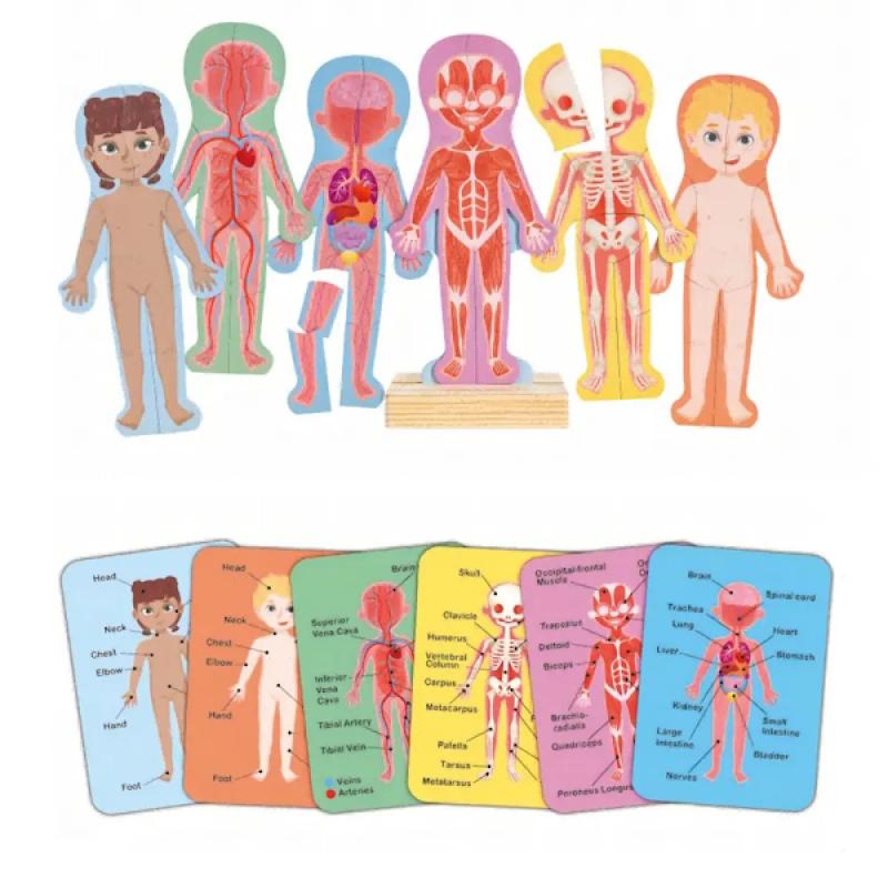 Hape Human Body Magnetic Puzzle available at Bear & Moo